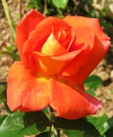 una rosa arancia
