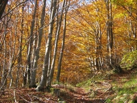 l'alberi nel ottobre
